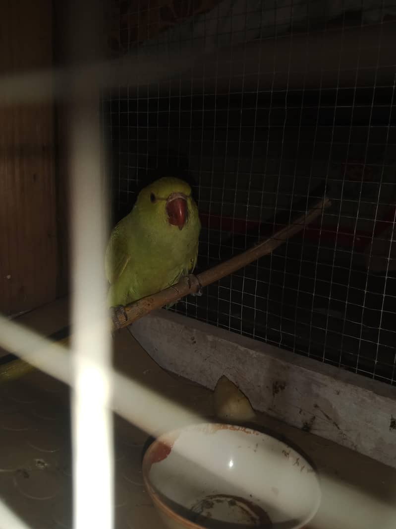 parrot 2