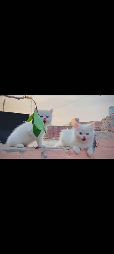 persian cat for sale MywatsapppNumber0348-55-58-176