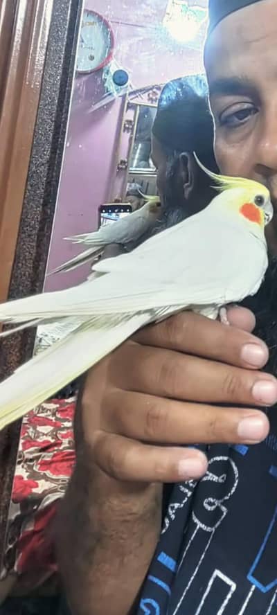 Beautiful Handtame Parrots & Chicks