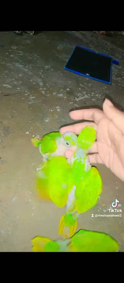 Handtame Parrots