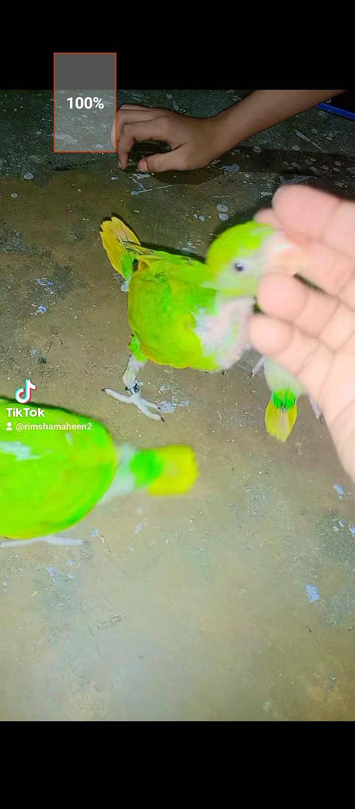 Talking  Mithu 3