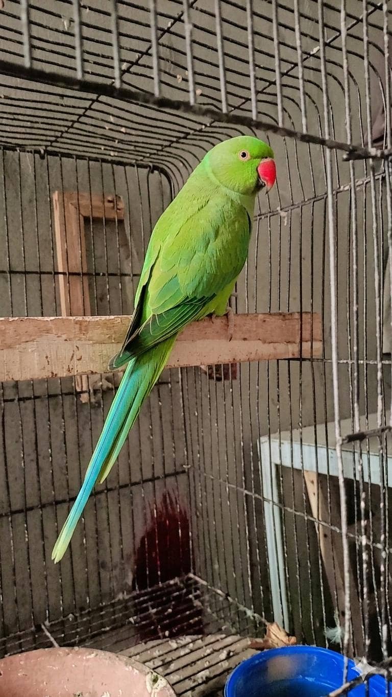 Talking  Mithu 5