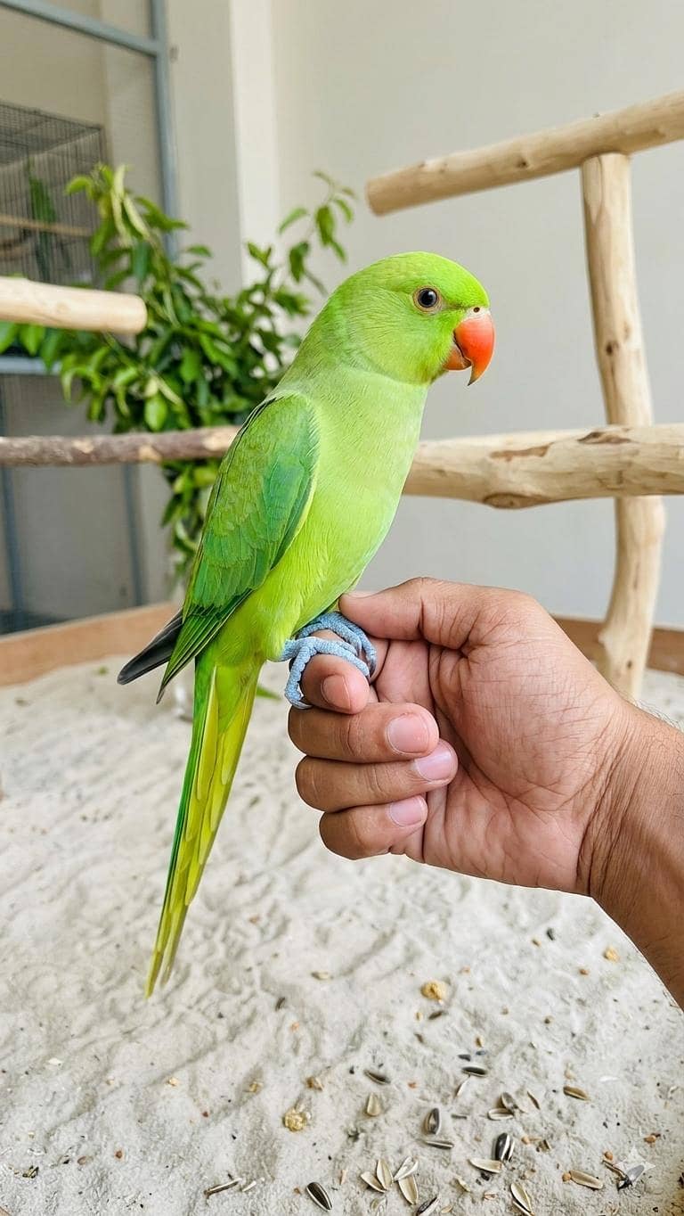 Talking  Mithu 6