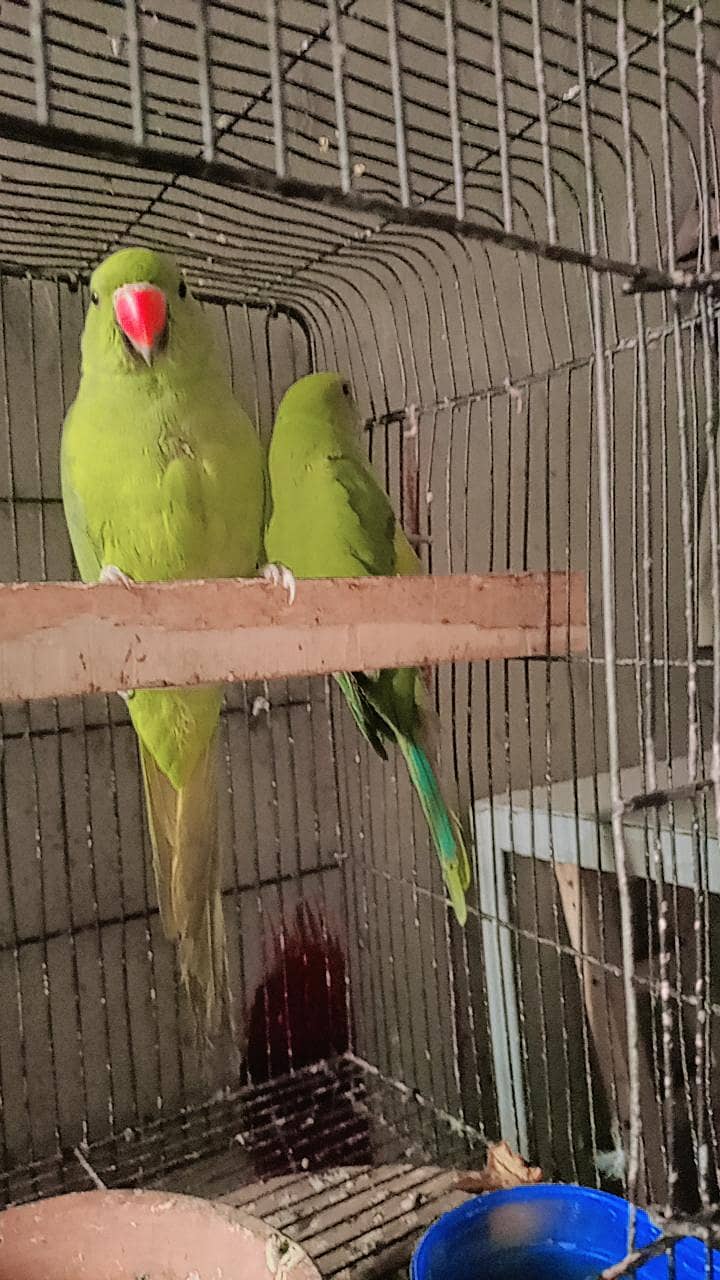 Talking  Mithu 7