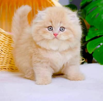 Persian Kittens |Blue Eyes|3 coted |Cat Baby OƷ48029O146 ωtsap