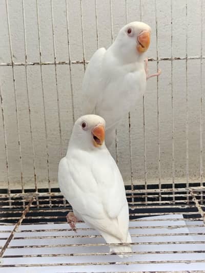 2 Pcs Albino Red Eye