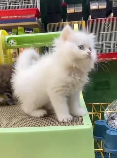 Persian cat triple kot,for sale,my WhatsApp 03481292582