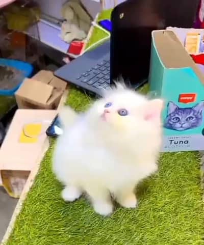 Persian cat triple kot,for sale,my WhatsApp 03481292582