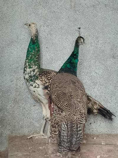 only 1 blu shoulder male  for sell