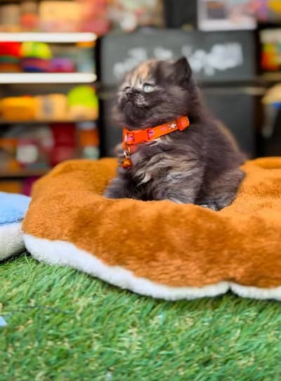 Persian Kittens |Blue Eyes|3 coted |Cat Baby OƷ48029O146 ωtsap