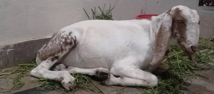 Goat for sale exchange possible near cantt kake Wali Sialkot