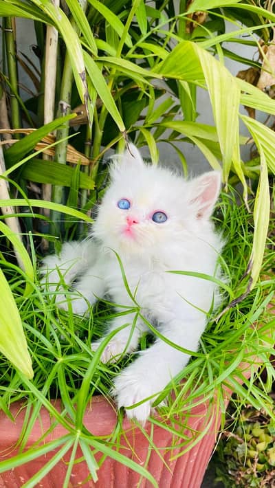 Persian male and female available for sale