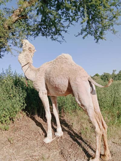 Qurbani Camels Islamabad /Camels /qurbani k onth