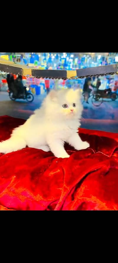 persian cat for sale MywatsapppNumber0348-55-58-176