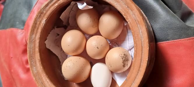 Blue OShamo fertile eggs available few