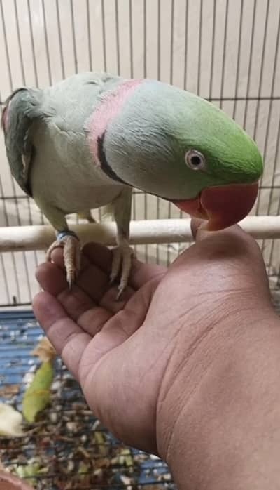 Sami tame kasmiri Raw Breader Mail