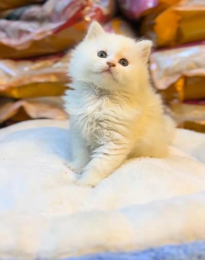 Persian Kittens |Blue Eyes|3 coted |Cat Baby OƷ48029O146 ωtsap