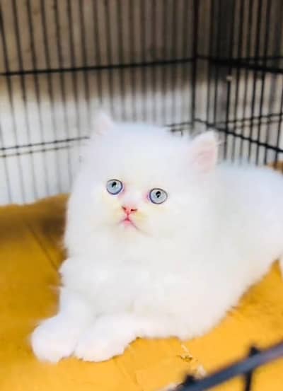 Persian cat triple kot,for sale,my WhatsApp 03481292582