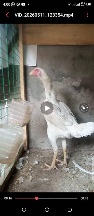 Oh shamoo female for sell