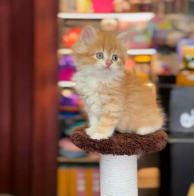 Persian Kittens |Blue Eyes|3 coted |Cat Baby OƷ48029O146 ωtsap