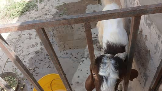 bakra for sale | goat | qurbani bakra | healthy bakra | active goats
