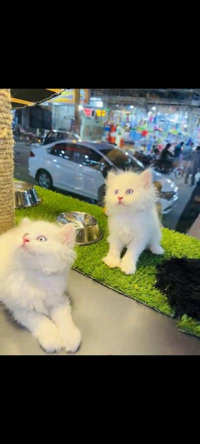 persian cat for sale MywatsapppNumber0348-55-58-176