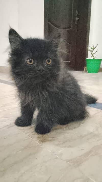 Pair of Persian Kittens