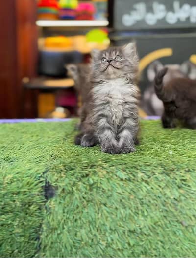 Persian Kittens |Blue Eyes|3 coted |Cat Baby OƷ48029O146 ωtsap