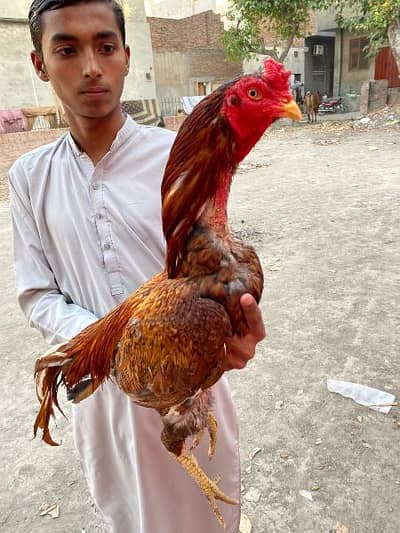top quality aseel murga and murgi for sale