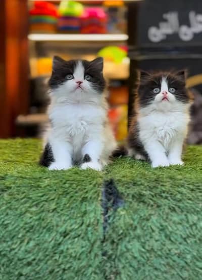 Persian Kittens |Blue Eyes|3 coted |Cat Baby OƷ48029O146 ωtsap