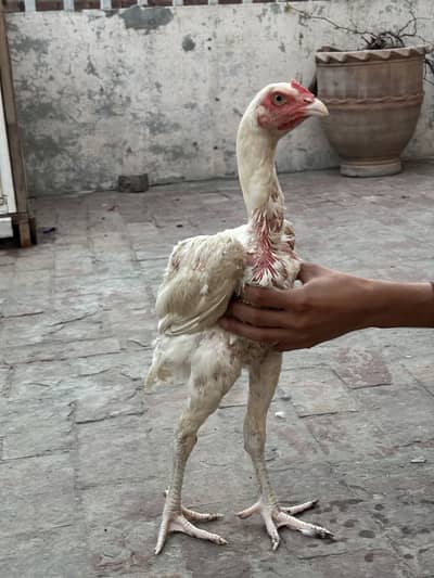 Heera Aseel Patha