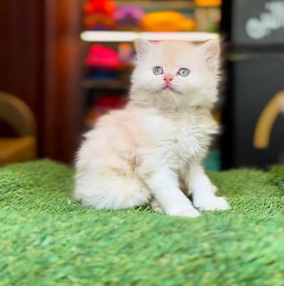 Persian Kittens |Blue Eyes|3 coted |Cat Baby OƷ48029O146 ωtsap