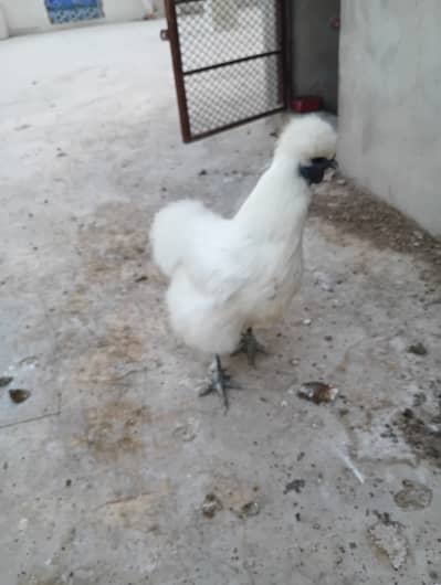 Silkie female ready to breed