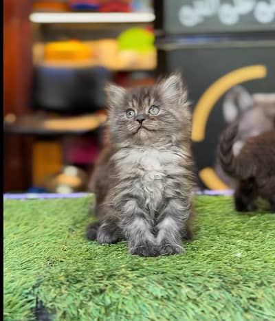 Persian Kittens |Blue Eyes|3 coted |Cat Baby OƷ48029O146 ωtsap
