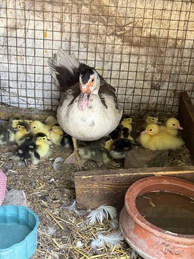 Long neck Muscovy ducks chicks