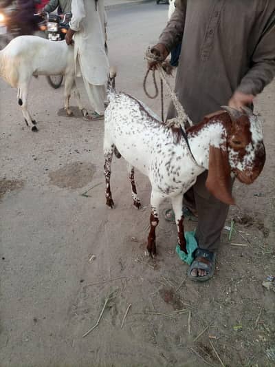 Makka Cheeni