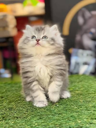 Persian Kittens |Blue Eyes|3 coted |Cat Baby OƷ48029O146 ωtsap
