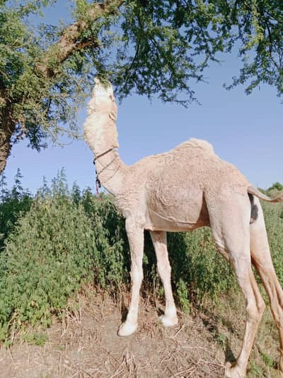 Camels/Bulls/Cows/qurbani camels/qurbani animalsanimals 03125173572