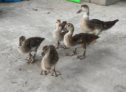 5 Muscovy Ducks (1 Male + 4 Females) for sale, Ducks, Ducklings