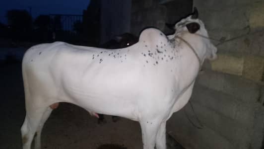  Doodh Jaisa Safed Fatagangi Qurbani Bull 