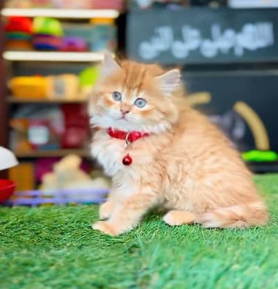 Persian Kittens |Blue Eyes|3 coted |Cat Baby OƷ48029O146 ωtsap