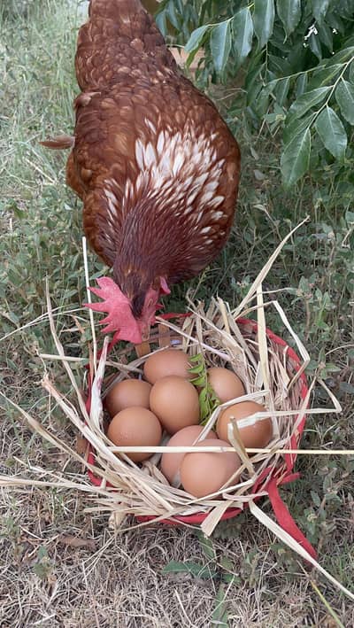 Buff Orpington x Lohman brown fertile eggs