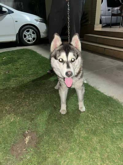 Siberian Husky