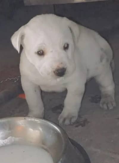Labrador Puppy for sale Trained vaccinated 4 months