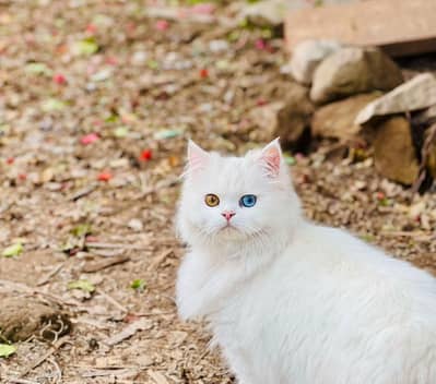 persian cat for sale MywatsapppNumber0348-55-58-176