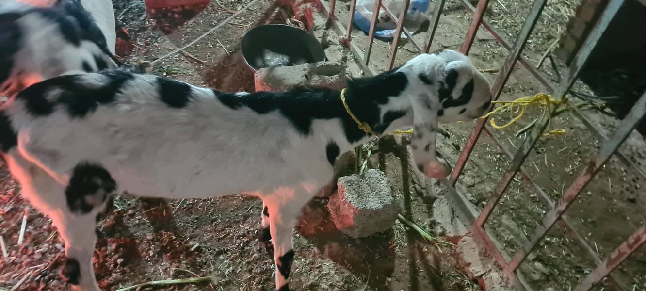 bakra 0