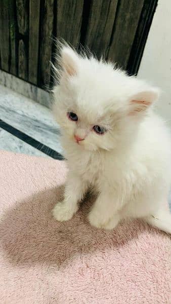 Persian cat female 0319===7676=623 my WhatsApp