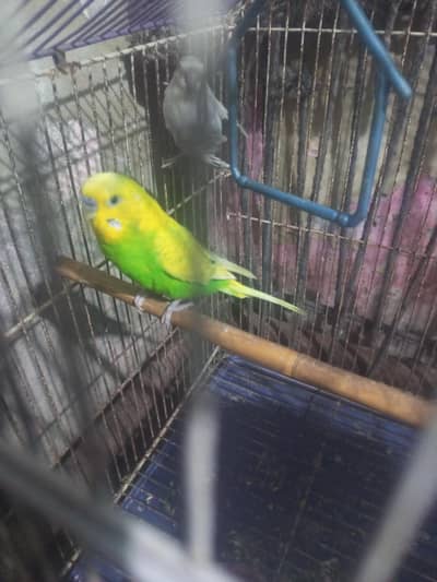 Young Pair for sell