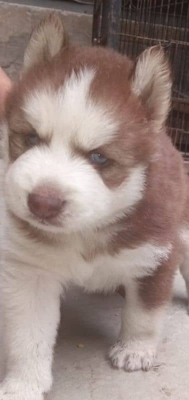wool coat Husky puppies