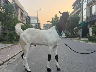 Beautiful and Healthy Bakray Available for SALE in Lahore